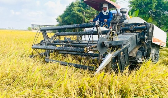 Giá lúa gạo giảm, không để xảy ra cảnh thương lái ép giá nông dân