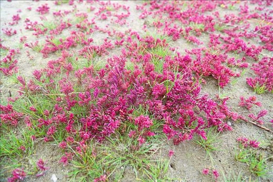 Vẻ đẹp của rau nhót phủ tím trên đồng muối rộng 20 ha thu hút du khách