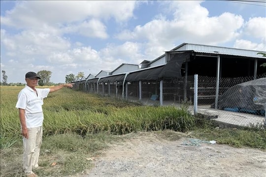 Trại nuôi gà quy mô lớn ở Đồng Tháp gây ô nhiễm kéo dài