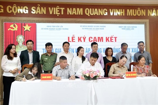 Doanh nghiệp đồng hành cùng Hệ thống thí điểm truy xuất nguồn gốc quả sầu riêng