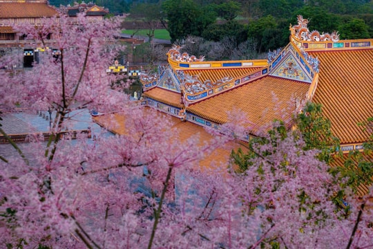Hoa ngô đồng bung nở trong hoàng cung Huế