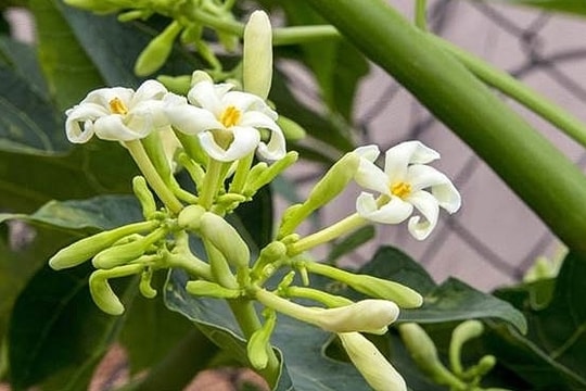 Uống nước hoa đu đủ để tiêu khối u?