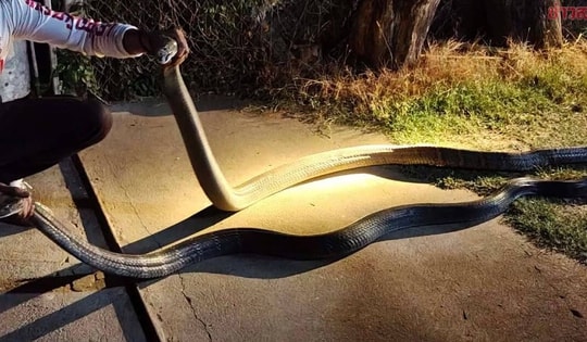 Bắt sống 2 con rắn hổ mang chúa quấn lấy nhau ở giữa sân nhà dân