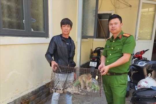 Tiếp nhận một cá thể khỉ vàng quý hiếm do người dân giao nộp