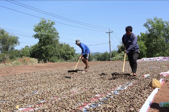 Ngành điều Việt Nam trước thách thức nguồn nguyên liệu