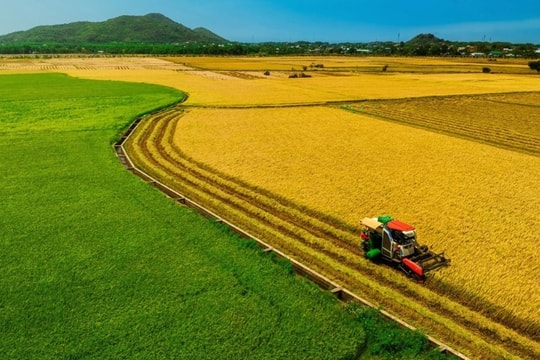 Cánh đồng lúa chưa chín đều thành 2 màu xanh - vàng gây sốt ở TPHCM