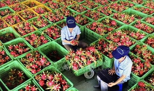 Làm rõ thông tin về tần suất kiểm tra một số nông sản Việt Nam tại thị trường EU