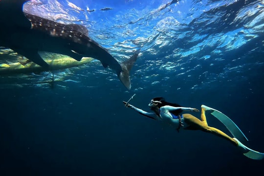 Theo chân khách Việt bơi cạnh loài cá lớn nhất hành tinh