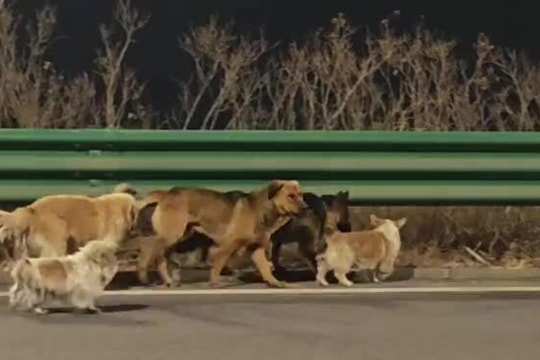 Sự thật về video bầy chó trốn kẻ trộm, tìm đường về nhà