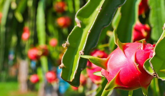 Bộ Nông nghiệp và Môi trường nói gì về tần suất kiểm tra của EU với thanh long từ Việt Nam?