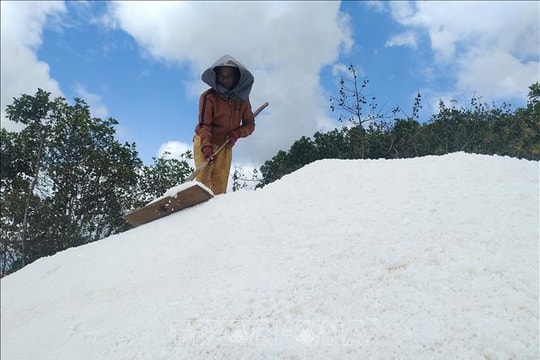 Diêm dân thu nhập tăng 30% nhờ ứng dụng công nghệ trải bạt