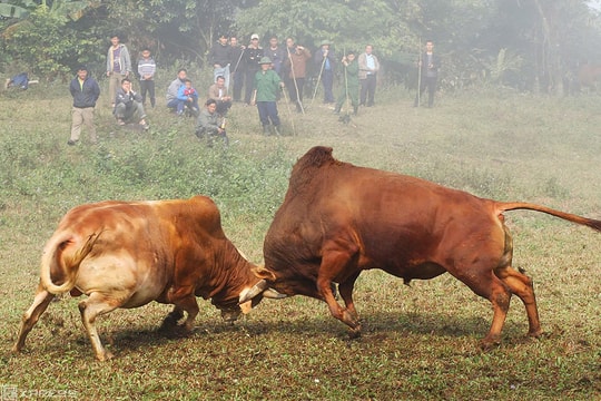 Người Mông cúng bò, mở hội chọi bò báo hiếu bố mẹ