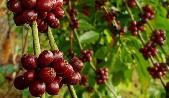 Vàng đen nơi quê ngoại