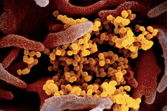 Bộ Y tế: 'Không chủ quan với biến thể Covid Ve sầu'