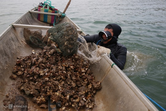 Lặn bắt hàu dưới đáy sông Nhật Lệ