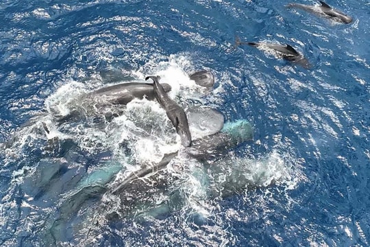 Lần đầu ghi hình cá nhà táng 'đỡ đẻ' cho đồng loại