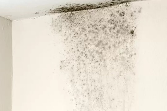 Tường bị mốc đen: Nguyên nhân và cách xử lý hiệu quả