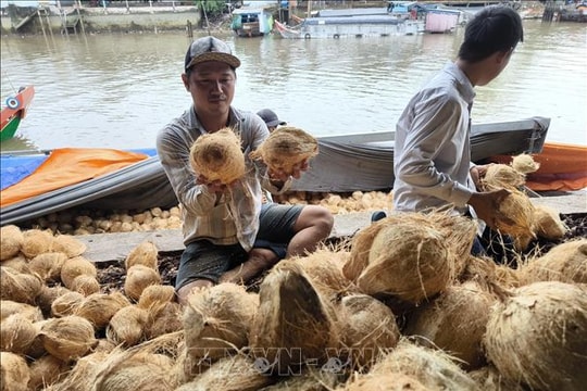 Giá dừa khô giảm sâu