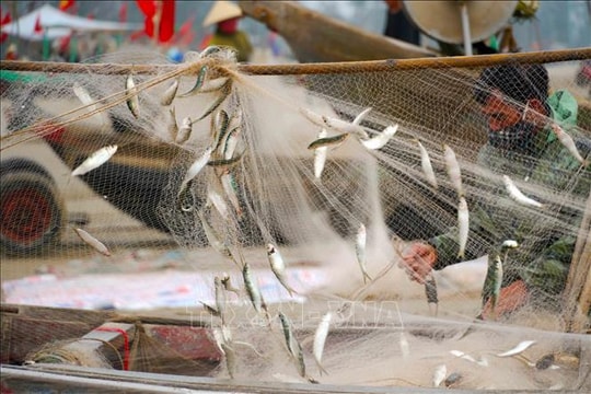 Trúng đậm mùa cá trích, ngư dân phấn khởi vươn khơi