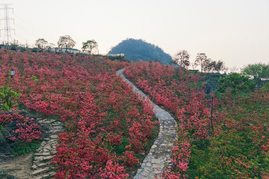 Hoa đỗ quyên bung nở ở Mộc Châu