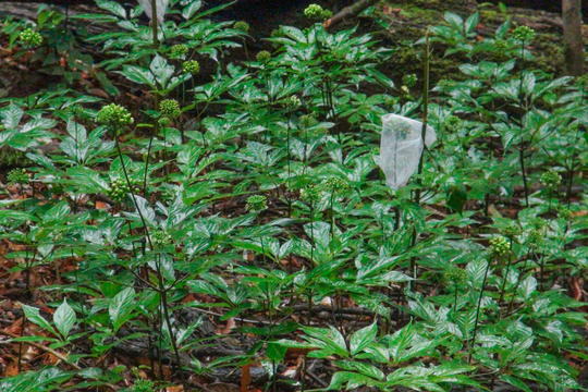 Vì sao sâm Ngọc Linh chưa trở thành ngành công nghiệp tỷ USD?