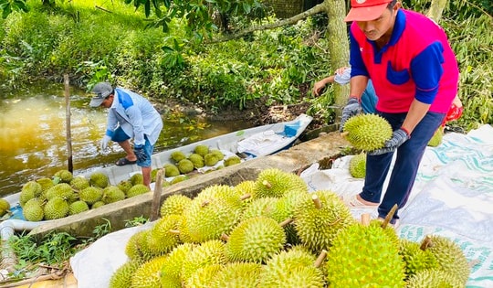 Sau lập đỉnh, giá sầu riêng quay đầu giảm mạnh