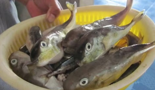 Ăn cá nóc, 3 người ở Cần Thơ nhập viện: Bộ Y tế khuyến cáo khẩn