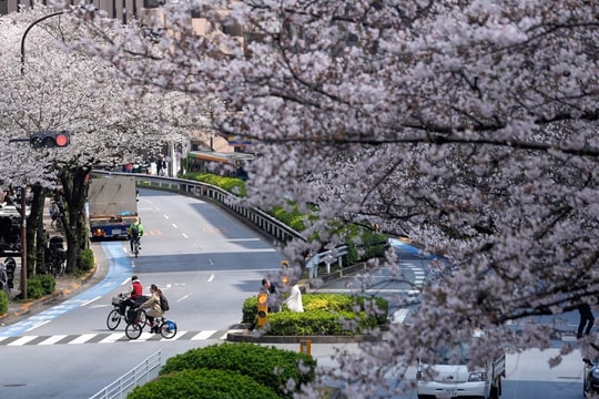 Hoa anh đào nhuộm hồng các tuyến đường ở Tokyo