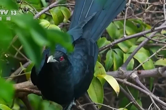 Hiệu trưởng từ chối dẹp tổ chim cho học sinh ôn thi