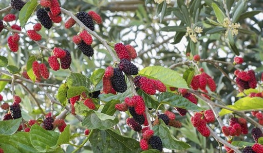 Loại quả “siêu dinh dưỡng” tốt ngang nhân sâm, giá rẻ bất ngờ, đang vào mùa chín rộ