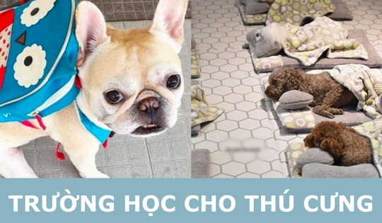 Nuôi thú cưng kiểu nhà giàu: Bỏ chục triệu cho chó đi học "mẫu giáo"
