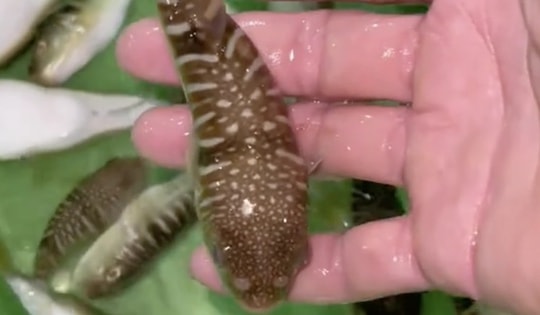 3 người nhập viện, Bộ Y tế khuyến cáo tuyệt đối không sử dụng cá nóc làm thực phẩm