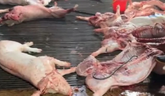 Nhức nhối heo bệnh tuồn ra thị trường, Thủ tướng chỉ đạo chấn chỉnh kiểm soát giết mổ