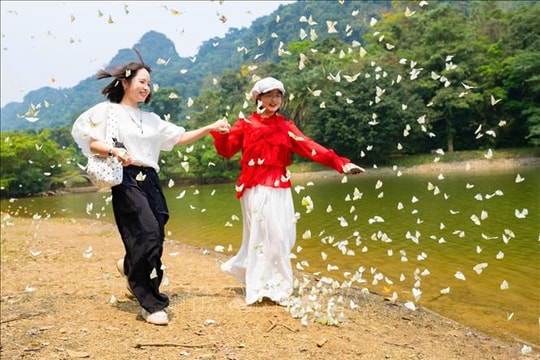 Cúc Phương rộn ràng mùa bướm đến sớm