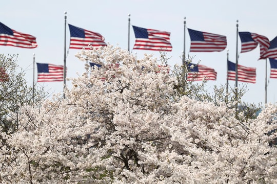 Hoa anh đào bung nở ở Washington