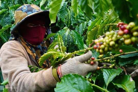 Đề xuất giãn nợ cho doanh nghiệp xuất khẩu nông sản