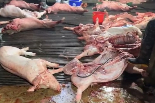 300 tấn lợn bệnh tuồn vào trường, Bộ Y tế 'siết' bếp ăn tập thể