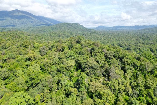 Cả nước có gần 15 triệu ha rừng, Lâm Đồng đứng đầu về diện tích