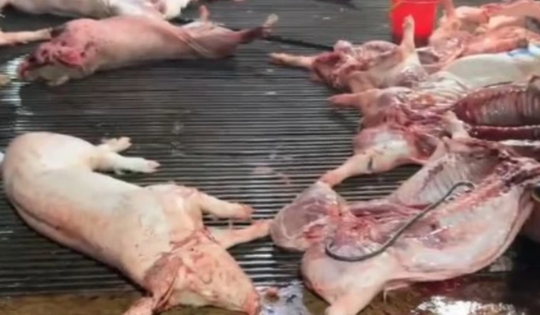 Vụ heo bệnh vào trường học: Công ty CP Dịch vụ suất ăn Công nghiệp Hà Nội nói mình là "nạn nhân"