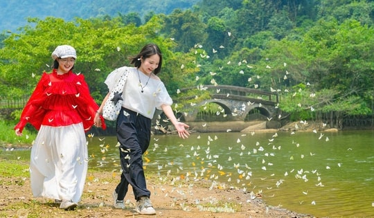 Mùa bướm ở Cúc Phương đến sớm, hút khách tham quan