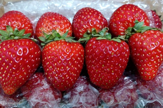 Xuất khẩu dâu tây tăng 2.000 lần