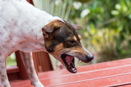 Chó cắn không chảy máu có cần tiêm vaccine dại?