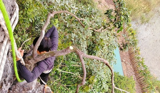 Kiểm lâm thu giữ hàng trăm cây cảnh muội hồng, phạt tiền cả trăm triệu đồng