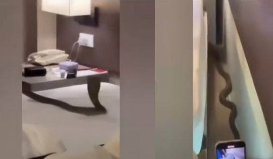 Thuê phòng khách sạn, cặp đôi tá hỏa khi phát hiện “vị khách lạ” trên giường