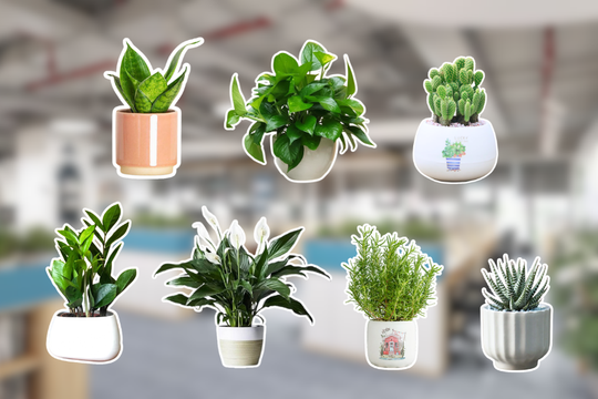 7 loại cây để bàn làm việc giúp bớt căng thẳng giữa bộn bề deadline