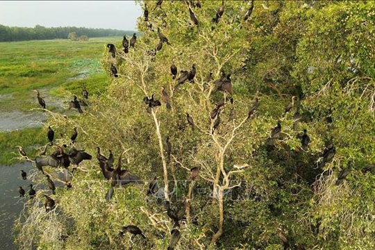 'Hồi sinh' bền vững hệ sinh thái đất ngập nước ở Vườn Quốc gia Tràm Chim