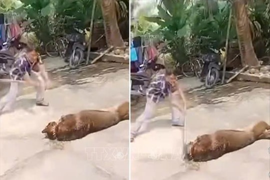 Cụ ông 83 tuổi tử vong thương tâm do bị chó nhà nuôi tấn công