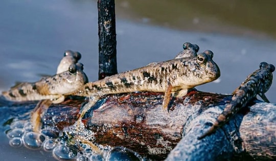 Loài cá biết leo cây, biết chạy nhảy trên cạn, là đặc sản trứ danh miền Tây