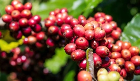 Giá cà phê hôm nay 3-4: Giảm đồng loạt, mốc 90.000 đồng/kg lung lay