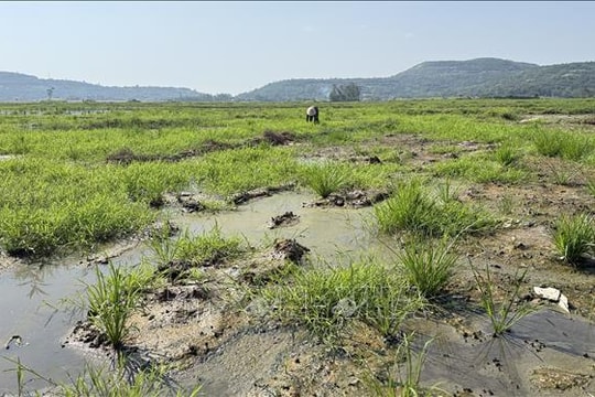 Hàng trăm ha đất lúa tại Đắk Lắk bị bỏ hoang vì nhiễm mặn nặng